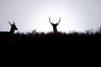 <i class='fa fa-user'></i>&nbsp;ErnovanDoorn&nbsp;|  Damhert&nbsp; <i class='fa fa-eye'>&nbsp;79</i> &nbsp; <i class='fa fa-comment-o'>&nbsp;7</i>