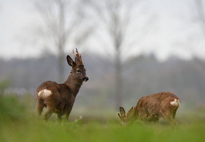 <i class='fa fa-user'></i>&nbsp;robert-jan&nbsp;|  Ree&nbsp; <i class='fa fa-eye'>&nbsp;83</i> &nbsp; <i class='fa fa-comment-o'>&nbsp;7</i>