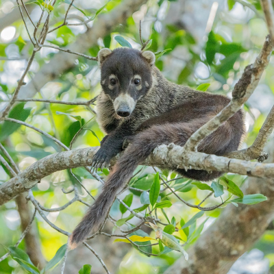 <i class='fa fa-user'></i>&nbsp;harrie69&nbsp;|  Witsnuitneusbeer&nbsp; <i class='fa fa-eye'>&nbsp;79</i> &nbsp; <i class='fa fa-comment-o'>&nbsp;6</i>