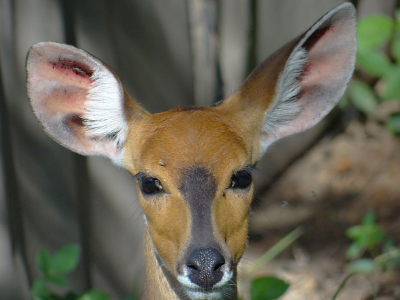 <i class='fa fa-user'></i>&nbsp;marchebbelinck&nbsp;|  Bosbok&nbsp; <i class='fa fa-eye'>&nbsp;79</i> &nbsp; <i class='fa fa-comment-o'>&nbsp;7</i>