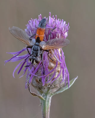 <i class='fa fa-user'></i> Johan van Gurp |  Cylindromyia brassicaria  <i class='fa fa-eye'> 71</i>  <i class='fa fa-thumbs-up'> 6</i>   <i class='fa fa-comment-o'> 8</i>