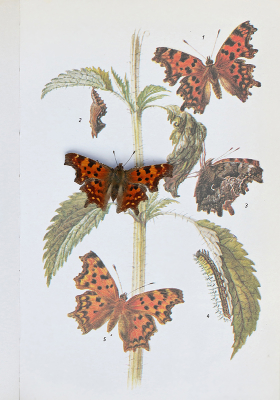 Polygonia c-album / Gehakkelde Aurelia / Comma Butterfly