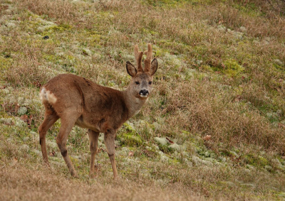 <i class='fa fa-user'></i>&nbsp;Nel R&nbsp;|  Ree&nbsp; <i class='fa fa-eye'>&nbsp;87</i> &nbsp;<i class='fa fa-thumbs-up'>&nbsp;1</i> &nbsp; <i class='fa fa-comment-o'>&nbsp;7</i>