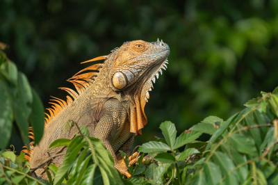 <i class='fa fa-user'></i>&nbsp;harrie69&nbsp;|  Groene Leguaan&nbsp; <i class='fa fa-eye'>&nbsp;88</i> &nbsp;<i class='fa fa-thumbs-up'>&nbsp;5</i> &nbsp; <i class='fa fa-comment-o'>&nbsp;6</i>