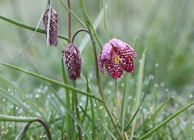 <i class='fa fa-user'></i>&nbsp;Paul Vandebroek&nbsp;|  Wilde Kievitsbloem&nbsp; <i class='fa fa-eye'>&nbsp;84</i> &nbsp;<i class='fa fa-thumbs-up'>&nbsp;3</i> &nbsp; <i class='fa fa-comment-o'>&nbsp;10</i>