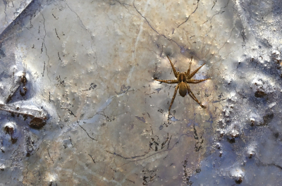 <i class='fa fa-user'></i>&nbsp;liesbeth van vliet&nbsp;|  Kwel met waterspin&nbsp; <i class='fa fa-eye'>&nbsp;81</i> &nbsp; <i class='fa fa-comment-o'>&nbsp;11</i>