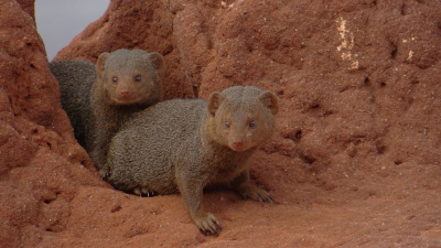 <i class='fa fa-user'></i>&nbsp;marchebbelinck&nbsp;|  Dwergmangoest&nbsp; <i class='fa fa-eye'>&nbsp;91</i> &nbsp;<i class='fa fa-thumbs-up'>&nbsp;1</i> &nbsp; <i class='fa fa-comment-o'>&nbsp;1</i>