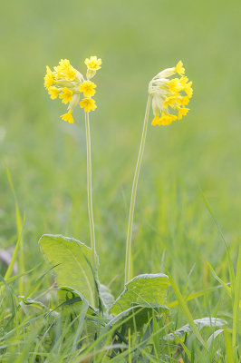 <i class='fa fa-user'></i>&nbsp;Willem Verhagen&nbsp;|  Gulden Sleutelbloem&nbsp; <i class='fa fa-eye'>&nbsp;83</i> &nbsp;<i class='fa fa-thumbs-up'>&nbsp;6</i> &nbsp; <i class='fa fa-comment-o'>&nbsp;5</i>