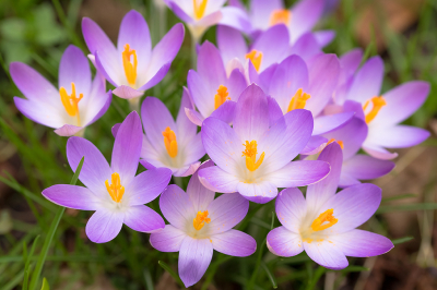 Nature picture: 1. Boerenkrokus