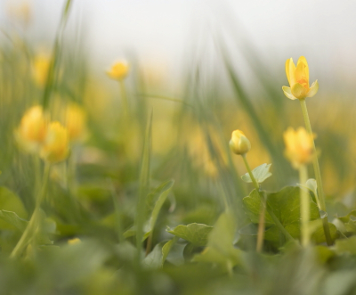 <i class='fa fa-user'></i>&nbsp;rixte&nbsp;|  Gewoon Speenkruid&nbsp; <i class='fa fa-eye'>&nbsp;88</i> &nbsp;<i class='fa fa-thumbs-up'>&nbsp;5</i> &nbsp; <i class='fa fa-comment-o'>&nbsp;9</i>