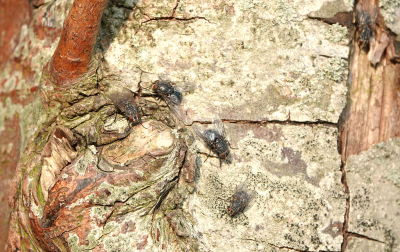 <i class='fa fa-user'></i>&nbsp;nelappelmelk&nbsp;|  Muscina levida&nbsp; <i class='fa fa-eye'>&nbsp;97</i> &nbsp; <i class='fa fa-comment-o'>&nbsp;1</i>