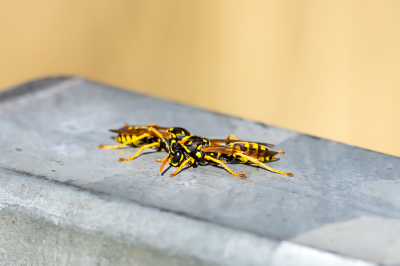 <i class='fa fa-user'></i>&nbsp;Martin Verbeeten&nbsp;|  Franse Veldwesp&nbsp; <i class='fa fa-eye'>&nbsp;70</i> &nbsp; <i class='fa fa-comment-o'>&nbsp;1</i>