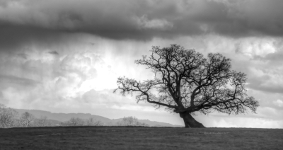 <i class='fa fa-user'></i>&nbsp;liesbeth van vliet&nbsp;|  Zomereik&nbsp; <i class='fa fa-eye'>&nbsp;108</i> &nbsp;<i class='fa fa-thumbs-up'>&nbsp;17</i> &nbsp; <i class='fa fa-comment-o'>&nbsp;16</i>