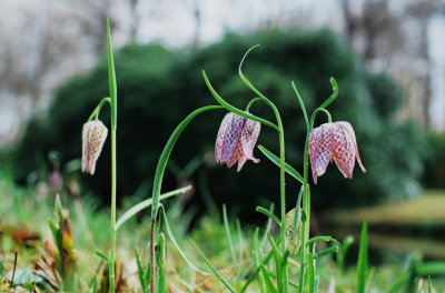 <i class='fa fa-user'></i>&nbsp;hesterb&nbsp;|  Kievitsbloem&nbsp; <i class='fa fa-eye'>&nbsp;86</i> &nbsp; <i class='fa fa-comment-o'>&nbsp;8</i>