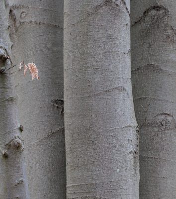 <i class='fa fa-user'></i>&nbsp;erikvanark&nbsp;|  Beuk&nbsp; <i class='fa fa-eye'>&nbsp;80</i> &nbsp; <i class='fa fa-comment-o'>&nbsp;3</i>