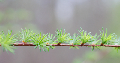 Met het begin van het voorjaar kleurt het bos weer fris groen van de jonge lariksnaalden.
Weet niet wat de juiste Nederlandse schrijfwijze/naam is: Larix of Lariks of Lork.