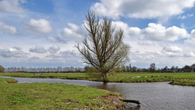 <i class='fa fa-user'></i>&nbsp;kooyammers&nbsp;|  Eenzame Wilg&nbsp; <i class='fa fa-eye'>&nbsp;50</i> &nbsp; <i class='fa fa-comment-o'>&nbsp;4</i>