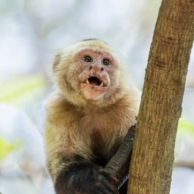 <i class='fa fa-user'></i>&nbsp;harrie69&nbsp;|  Witschouderkapucijnaap&nbsp; <i class='fa fa-eye'>&nbsp;67</i> &nbsp;<i class='fa fa-thumbs-up'>&nbsp;1</i> &nbsp; <i class='fa fa-comment-o'>&nbsp;3</i>