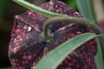 <i class='fa fa-user'></i>&nbsp;frbeuming&nbsp;|  Druppel&nbsp; <i class='fa fa-eye'>&nbsp;68</i> &nbsp; <i class='fa fa-comment-o'>&nbsp;4</i>