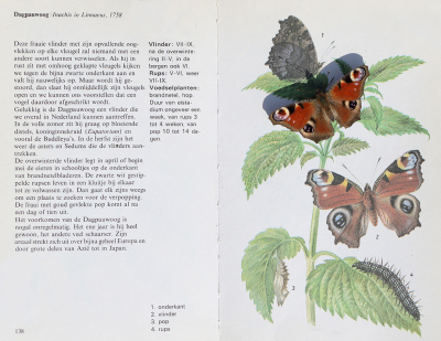 <i class='fa fa-user'></i>&nbsp;Ad Sprang&nbsp;|  Dagpauwoog&nbsp; <i class='fa fa-eye'>&nbsp;146</i> &nbsp;<i class='fa fa-thumbs-up'>&nbsp;3</i> &nbsp; <i class='fa fa-comment-o'>&nbsp;13</i>