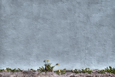 <i class='fa fa-user'></i>&nbsp;liesbeth van vliet&nbsp;|  Paardenbloem&nbsp; <i class='fa fa-eye'>&nbsp;126</i> &nbsp;<i class='fa fa-thumbs-up'>&nbsp;7</i> &nbsp; <i class='fa fa-comment-o'>&nbsp;14</i>