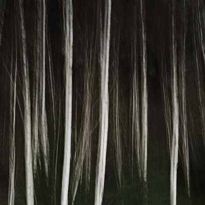 <i class='fa fa-user'></i>&nbsp;Pieter  LJ&nbsp;|  Tralies van het bos&nbsp; <i class='fa fa-eye'>&nbsp;92</i> &nbsp; <i class='fa fa-comment-o'>&nbsp;6</i>