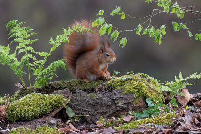 <i class='fa fa-user'></i>&nbsp;Luc Meert&nbsp;|  Eekhoorn&nbsp; <i class='fa fa-eye'>&nbsp;109</i> &nbsp;<i class='fa fa-thumbs-up'>&nbsp;6</i> &nbsp; <i class='fa fa-comment-o'>&nbsp;6</i>