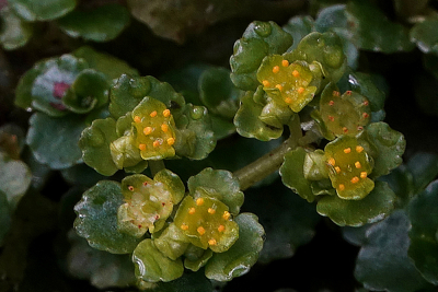 <i class='fa fa-user'></i>&nbsp;nelappelmelk&nbsp;|  Paarbladig Goudveil&nbsp; <i class='fa fa-eye'>&nbsp;103</i> &nbsp; <i class='fa fa-comment-o'>&nbsp;6</i>