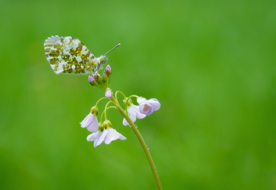 Vanmorgen vroeg onderweg, op zoek naar Pinksterbloemen. En waar Pinksterbloemen zijn, daar heb je kans op Oranjetipjes.

De eerste van het seizoen is een feit, een wijfje.

Sony A7IV + 90mm F2.8 Macro, uit de hand.