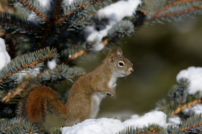 <i class='fa fa-user'></i>&nbsp;Jan Luit&nbsp;|  Amerikaanse Rode Eekhoorn&nbsp; <i class='fa fa-eye'>&nbsp;83</i> &nbsp;<i class='fa fa-thumbs-up'>&nbsp;4</i> &nbsp; <i class='fa fa-comment-o'>&nbsp;4</i>