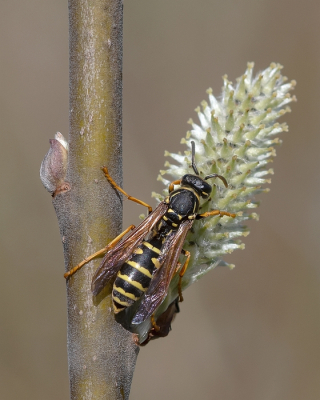 <i class='fa fa-user'></i> Johan van Gurp | Bergveldwesp  <i class='fa fa-eye'> 69</i>  <i class='fa fa-thumbs-up'> 1</i>   <i class='fa fa-comment-o'> 5</i>