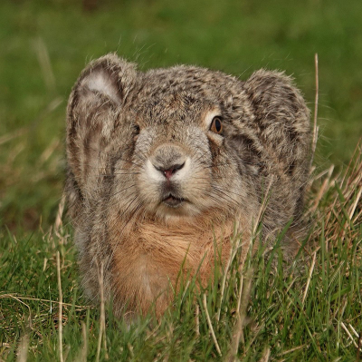 <i class='fa fa-user'></i>&nbsp;Nel R&nbsp;|  Haas&nbsp; <i class='fa fa-eye'>&nbsp;136</i> &nbsp;<i class='fa fa-thumbs-up'>&nbsp;2</i> &nbsp; <i class='fa fa-comment-o'>&nbsp;5</i>