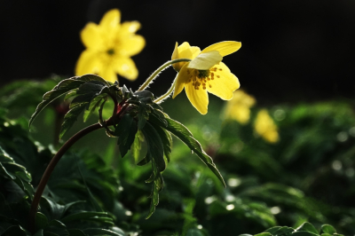 <i class='fa fa-user'></i>&nbsp;hesterb&nbsp;|  Gele Anemoon&nbsp; <i class='fa fa-eye'>&nbsp;75</i> &nbsp; <i class='fa fa-comment-o'>&nbsp;8</i>