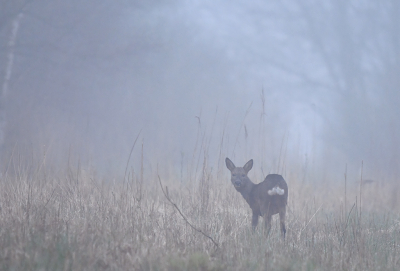 <i class='fa fa-user'></i>&nbsp;Eric Gibcus&nbsp;|  Ree&nbsp; <i class='fa fa-eye'>&nbsp;77</i> &nbsp;<i class='fa fa-thumbs-up'>&nbsp;3</i> &nbsp; <i class='fa fa-comment-o'>&nbsp;5</i>