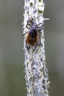 <i class='fa fa-user'></i>&nbsp;Martin Verbeeten&nbsp;|  Schapenteek&nbsp; <i class='fa fa-eye'>&nbsp;112</i> &nbsp; <i class='fa fa-comment-o'>&nbsp;7</i>