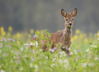 <i class='fa fa-user'></i>&nbsp;robert-jan&nbsp;|  Ree&nbsp; <i class='fa fa-eye'>&nbsp;81</i> &nbsp; <i class='fa fa-comment-o'>&nbsp;4</i>