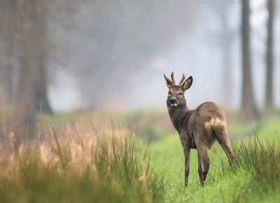 <i class='fa fa-user'></i>&nbsp;robert-jan&nbsp;|  Ree&nbsp; <i class='fa fa-eye'>&nbsp;143</i> &nbsp;<i class='fa fa-thumbs-up'>&nbsp;14</i> &nbsp; <i class='fa fa-comment-o'>&nbsp;11</i>