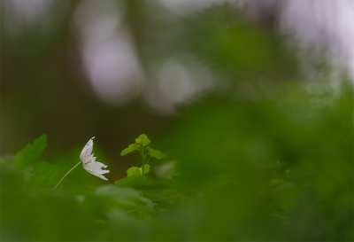 <i class='fa fa-user'></i>&nbsp;Jurgen Maassen&nbsp;|  Bosanemoon&nbsp; <i class='fa fa-eye'>&nbsp;79</i> &nbsp;<i class='fa fa-thumbs-up'>&nbsp;1</i> &nbsp; <i class='fa fa-comment-o'>&nbsp;3</i>