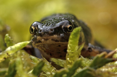 <i class='fa fa-user'></i>&nbsp;Bertus&nbsp;|  Kleine Watersalamander&nbsp; <i class='fa fa-eye'>&nbsp;85</i> &nbsp;<i class='fa fa-thumbs-up'>&nbsp;4</i> &nbsp; <i class='fa fa-comment-o'>&nbsp;4</i>