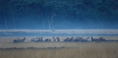 <i class='fa fa-user'></i>&nbsp;nelappelmelk&nbsp;|  Edelhert&nbsp; <i class='fa fa-eye'>&nbsp;139</i> &nbsp;<i class='fa fa-thumbs-up'>&nbsp;8</i> &nbsp; <i class='fa fa-comment-o'>&nbsp;13</i>