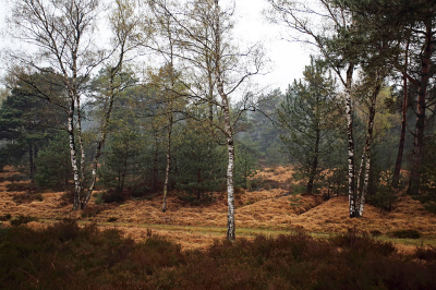 <i class='fa fa-user'></i>&nbsp;Pieter  LJ&nbsp;|  Kleurrijk bos&nbsp; <i class='fa fa-eye'>&nbsp;88</i> &nbsp; <i class='fa fa-comment-o'>&nbsp;3</i>