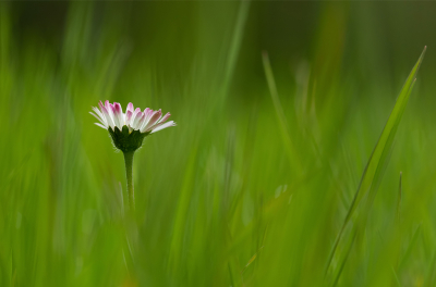 <i class='fa fa-user'></i>&nbsp;Jurgen Maassen&nbsp;|  Madeliefje&nbsp; <i class='fa fa-eye'>&nbsp;91</i> &nbsp;<i class='fa fa-thumbs-up'>&nbsp;10</i> &nbsp; <i class='fa fa-comment-o'>&nbsp;12</i>