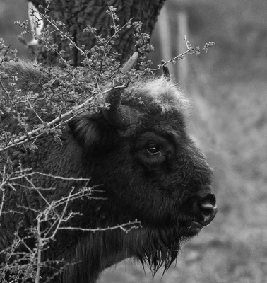 <i class='fa fa-user'></i>&nbsp;Eef Kieft&nbsp;|  Wisent&nbsp; <i class='fa fa-eye'>&nbsp;125</i> &nbsp;<i class='fa fa-thumbs-up'>&nbsp;7</i> &nbsp; <i class='fa fa-comment-o'>&nbsp;13</i>