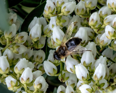 <i class='fa fa-user'></i>&nbsp;JohnSaxofoon&nbsp;|  Kegelbijvlieg&nbsp; <i class='fa fa-eye'>&nbsp;63</i> &nbsp; <i class='fa fa-comment-o'>&nbsp;2</i>