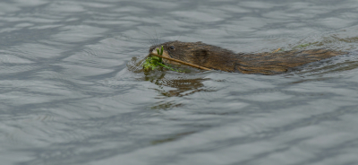 <i class='fa fa-user'></i>&nbsp;janvangastel&nbsp;|  Muskusrat&nbsp; <i class='fa fa-eye'>&nbsp;115</i> &nbsp; <i class='fa fa-comment-o'>&nbsp;4</i>