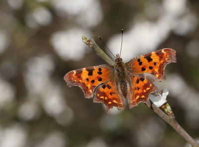 <i class='fa fa-user'></i>&nbsp;Ad Sprang&nbsp;|  Gehakkelde Aurelia&nbsp; <i class='fa fa-eye'>&nbsp;76</i> &nbsp;<i class='fa fa-thumbs-up'>&nbsp;5</i> &nbsp; <i class='fa fa-comment-o'>&nbsp;4</i>