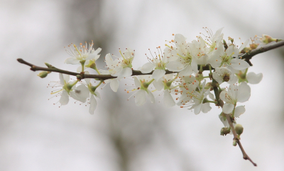 <i class='fa fa-user'></i>&nbsp;Tineke Strijbosch&nbsp;|  Sleedoorn&nbsp; <i class='fa fa-eye'>&nbsp;60</i> &nbsp;<i class='fa fa-thumbs-up'>&nbsp;3</i> &nbsp; <i class='fa fa-comment-o'>&nbsp;4</i>