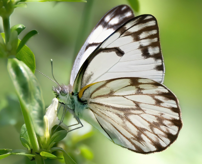 te bewegelijk om met de macrolens te vangen, met de zoomlens sneller scherp te krijgen