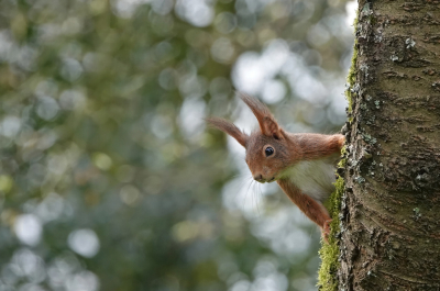 <i class='fa fa-user'></i>&nbsp;nelappelmelk&nbsp;|  Eekhoorn&nbsp; <i class='fa fa-eye'>&nbsp;97</i> &nbsp;<i class='fa fa-thumbs-up'>&nbsp;11</i> &nbsp; <i class='fa fa-comment-o'>&nbsp;16</i>