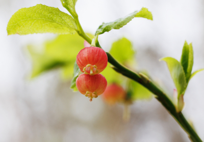 <i class='fa fa-user'></i>&nbsp;erikvanark&nbsp;|  Blauwe Bosbes&nbsp; <i class='fa fa-eye'>&nbsp;61</i> &nbsp;<i class='fa fa-thumbs-up'>&nbsp;1</i> &nbsp; <i class='fa fa-comment-o'>&nbsp;4</i>